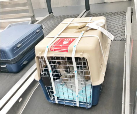 湛江宠物托运 宠物托运公司 机场宠物托运 宠物空运